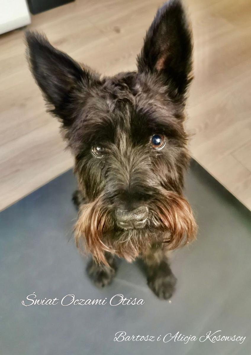 Świat oczami Otisa okładka